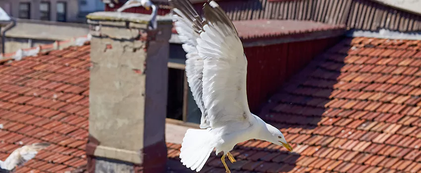 Residential Chimney Animal Removal Solution in Christiansburg, VA