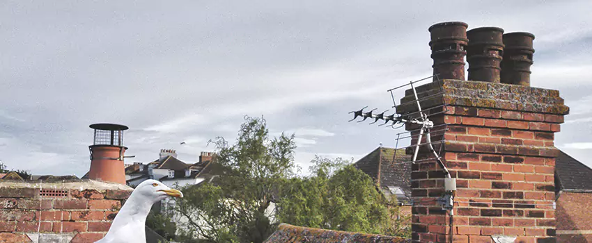 Chimney Cleaning And Restoration in Christiansburg, Virginia